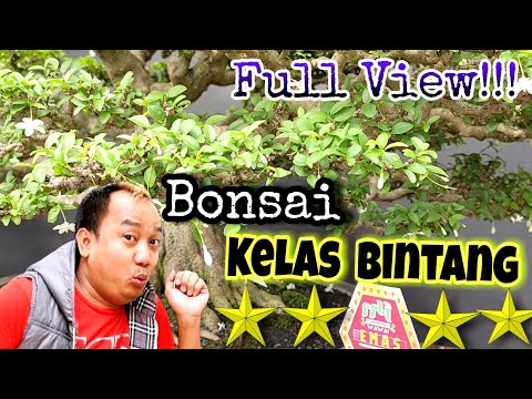 Full View!!! Bonsai Kelas Bintang ⭐⭐⭐⭐ || Kontes Bonsai Lampung Tengah 2022