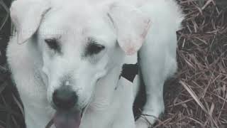 Lily-Cover Rurouni by dwiki ck