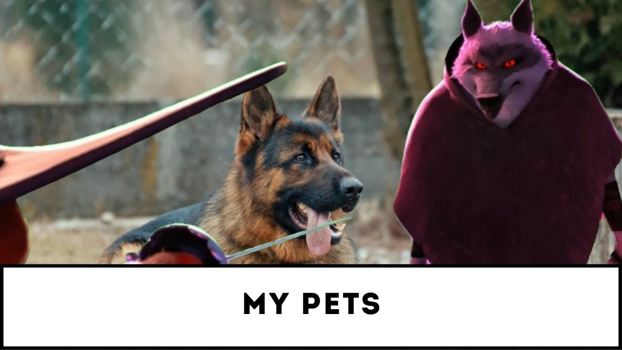 My pets - YouTube