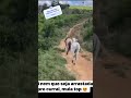 Olha como levar novilha braba pro curral 😳😱 #fazenda #pecuarista #gado #shortsviral