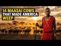 THE 9/11 ATTACKS &amp; THE MYSTERY OF THE 14 MAASAI COWS THAT MADE AMERICA WEEP 💔