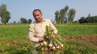 Shalgam Palak Recipe | Grandma's Style | Mubashir Saddique | Village Food Secrets