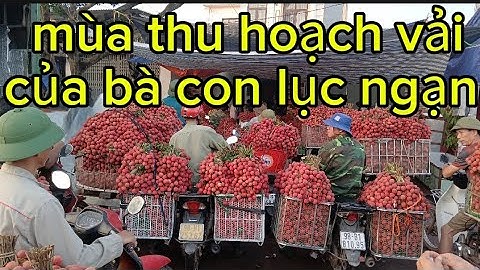 Mùa thu hoạch vải thiều của bà con lục ngạn bắc giang đạt sản lượng cao