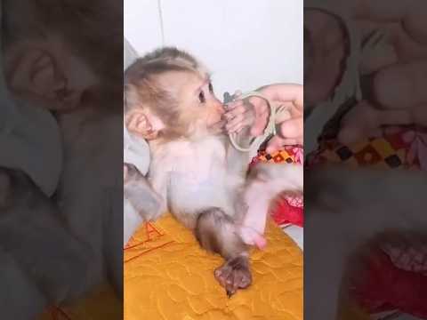 baby monkey bibi
