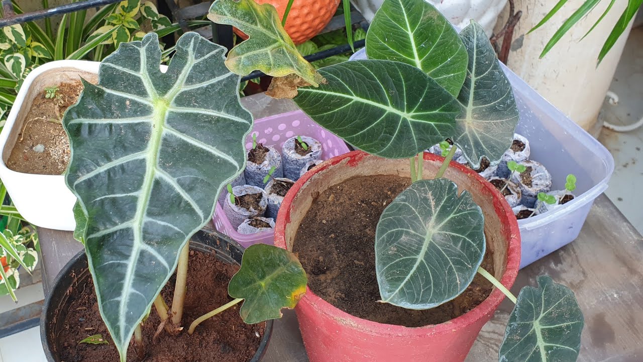 Alocasia Plant Care - Beautiful Plant Alocasia Amazonica / Alocasia Black Velvet