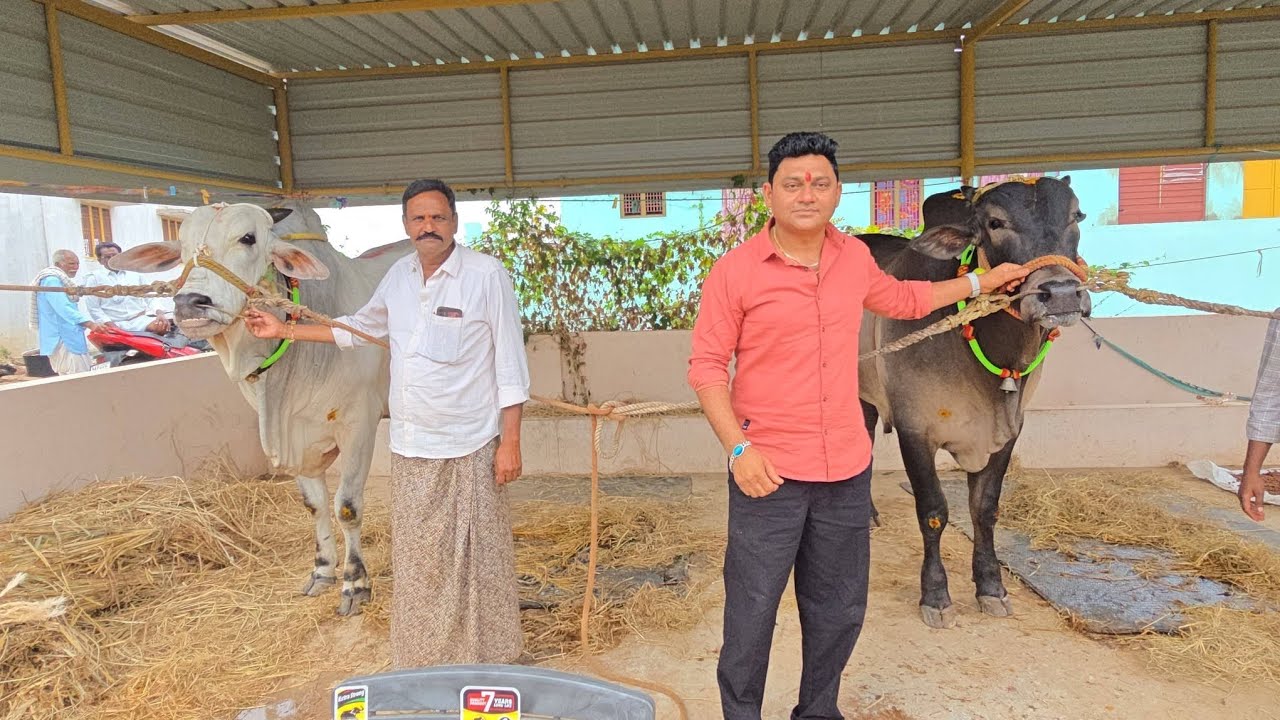 అన్నంబొట్లవారిపాలెం ఆరుపళ్ళ విభాగానికి వస్తున్న MKM Bulls గారి గిత్త యోధ.J.పంగులూరు వారి గిత్త సాంబ 