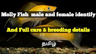 Molly fish care and Male female identify and breeding details in tamil