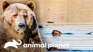 Temporada de verão em Yellowstone | Parque Nacional Yellowstone | Animal Planet Brasil