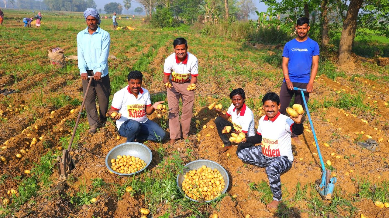 Collect potato from farm and cooking with mutton fat | Bengali style potato curry | villfood Kitchen