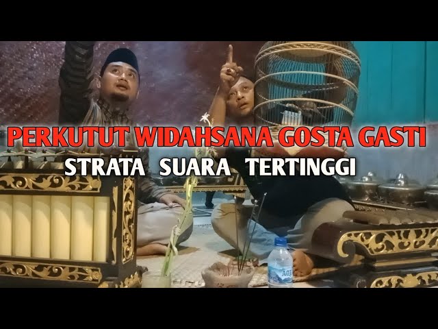 puncaknya katuranggan suara ter-atas Perkutut Lokal WGG WIDAHSANA GOSTA GASTI class=