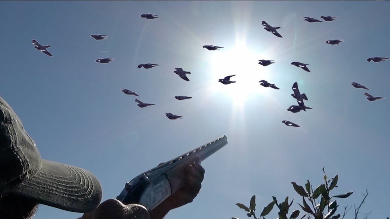 Piccoli Cal. 410: CACCIA al COLOMBACCIO da PALCO in OTTOBRE - con Maria & Giovanni Pierotti