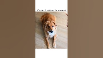 Hilariously Lazy Dog Doesn