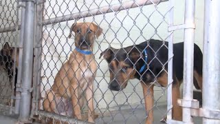 Humane Society of Harlingen achieves first no-kill year