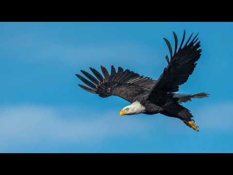 Eagle Cry Sound: SOUND EFFECT