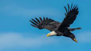 Eagle Cry Sound: SOUND EFFECT