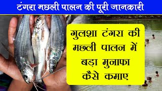 टंगरा मछली पालन की उन्नत तरीका -Gulsha Tangra Fish Farming in India-Tangra Fish Seeds for Biofloc