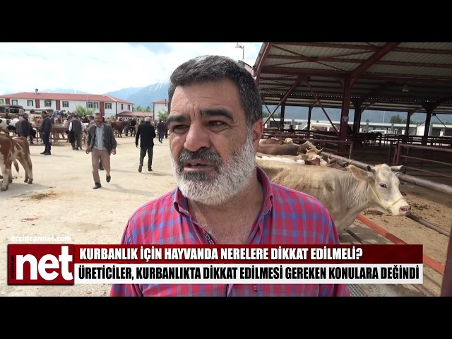 Büyükbaş hayvanda kurbanlık olup olmadığını nasıl anlarız? İşte tarifi