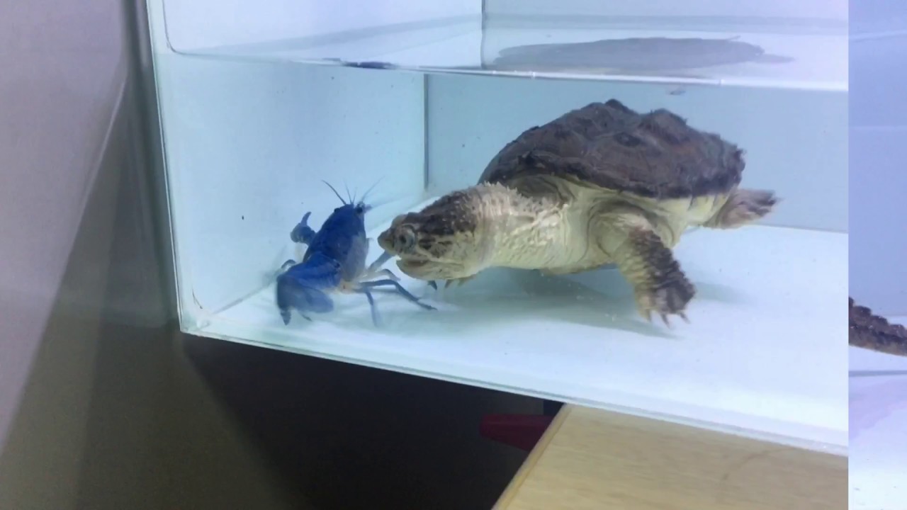 camera iphone 8 plus apk 2017/11/12 北美擬鱷龜咬食慢動作 common snapping turtle