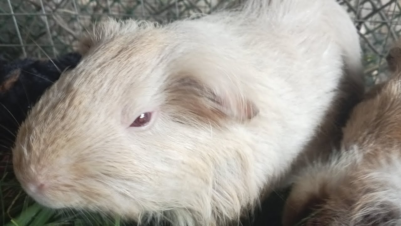 Gamot sa matamlay na Guinea Pig or my sakit na Guinea pig - YouTube