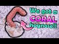 Bright PINK Hognose Snakes Hatching!