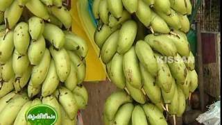Cultivation of Kadali banana by a Kudumbasree womens self Help group for supply to Guruvayoor temple
