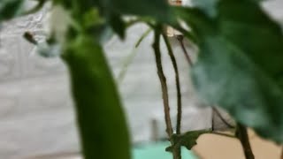 Sofima Sofi  is live!