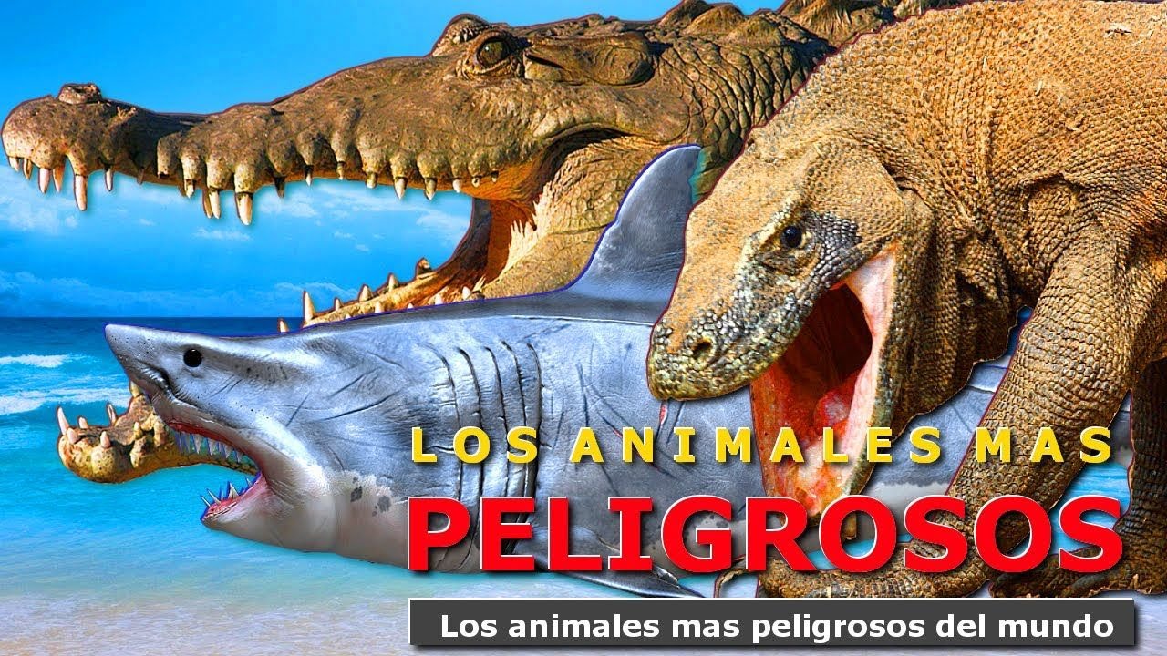10 animales mas peligrosos del mundo - YouTube