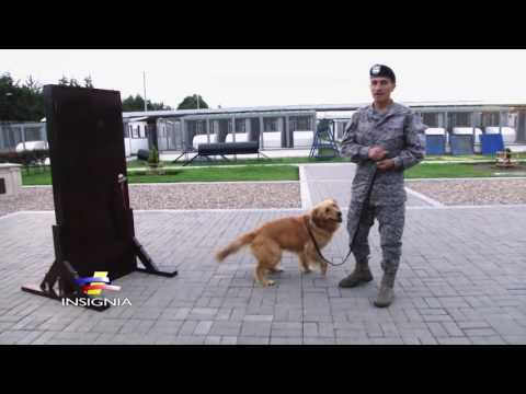 Video: Entrenamiento de seguridad canina