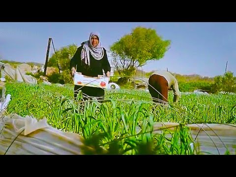 ضحك البيدر تراث فلسطيني