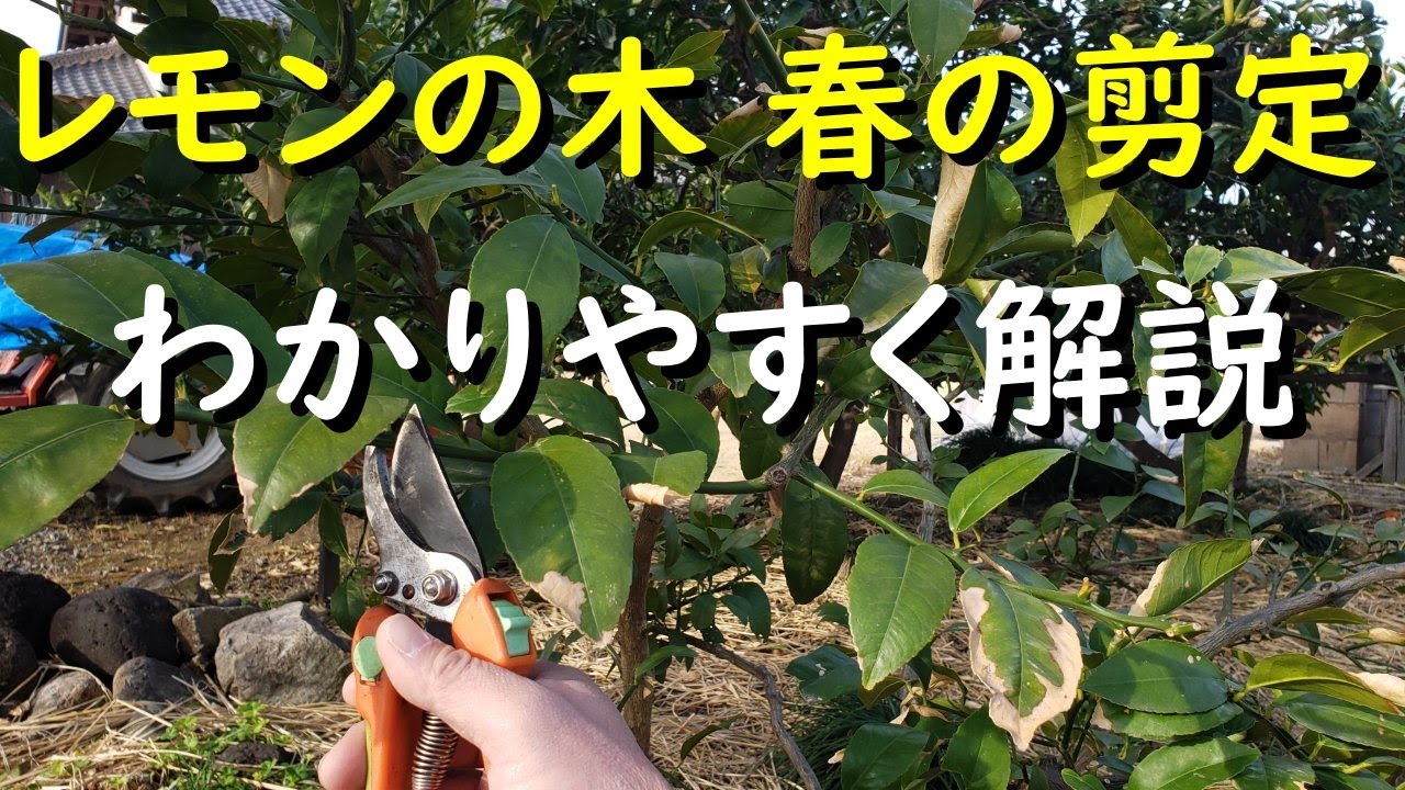 レモン の 木 剪定