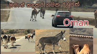 Download Lagu ඔමානයේ කදුකර ගමක රවුමක්. Ayn Gogub village and beautiful mountain roads සලාලා  MP3