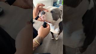 Pitbull Getting Pampered
