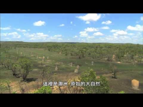 大自然的建築師 令人驚奇的動物建築家 Youtube