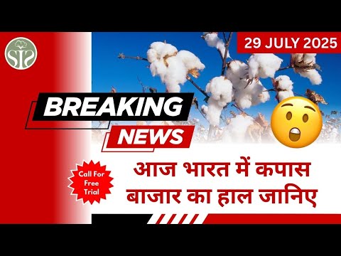 जानिए कैसा रहा सम्पूर्ण भारत का रुई बाज़ार 🤔 #youtube #cotton #cottoncorporationofindia