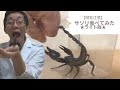 【忙しい人向け】サソリ生食