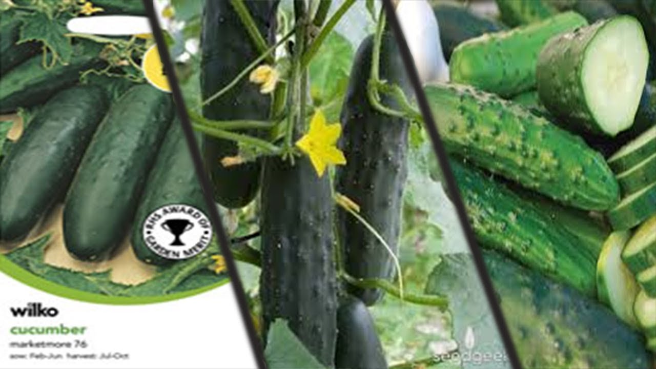 Planting Cucumber Seeds-How to Plant Cucumbers