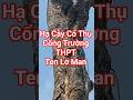 Hạ cây Cổ Thụ trước cổng trường PTTH Ten Lơ Man Quận 1 #tintuc #tinnong #saigon