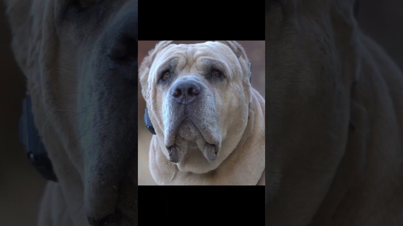 Cane Corso guard dog YouTube