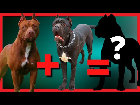 Vídeo: Como fazer xampu caseiro para cães