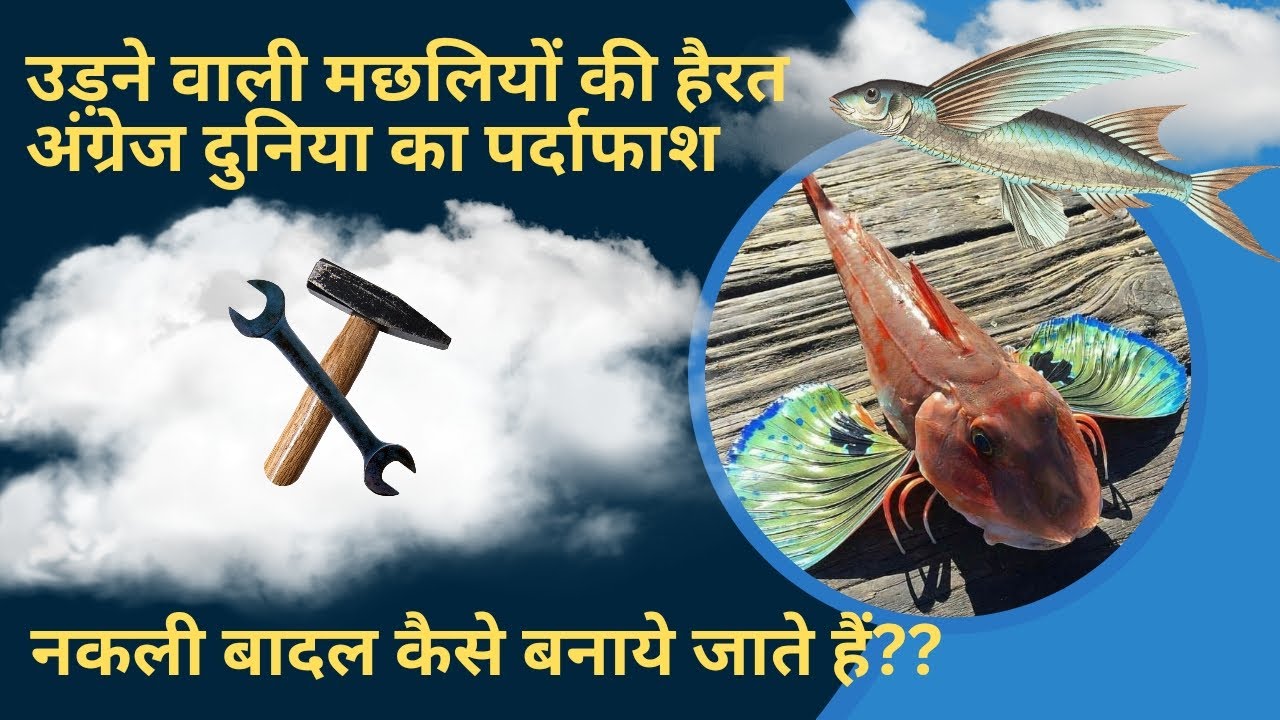 दुनिया की अनोखी मछली जो तैरती भी है और उडती भी है #dailyfacts #didyouknow #latestfacts