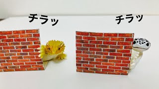 【家政婦は見た！てきなトカゲ】チラッとのぞき見レオパたちのガチャガチャを開封！壁つき！