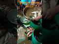 Domjur Fisher Market #fishvideo #fish