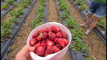 Was kostet Erdbeeren selber pflücken 2022?