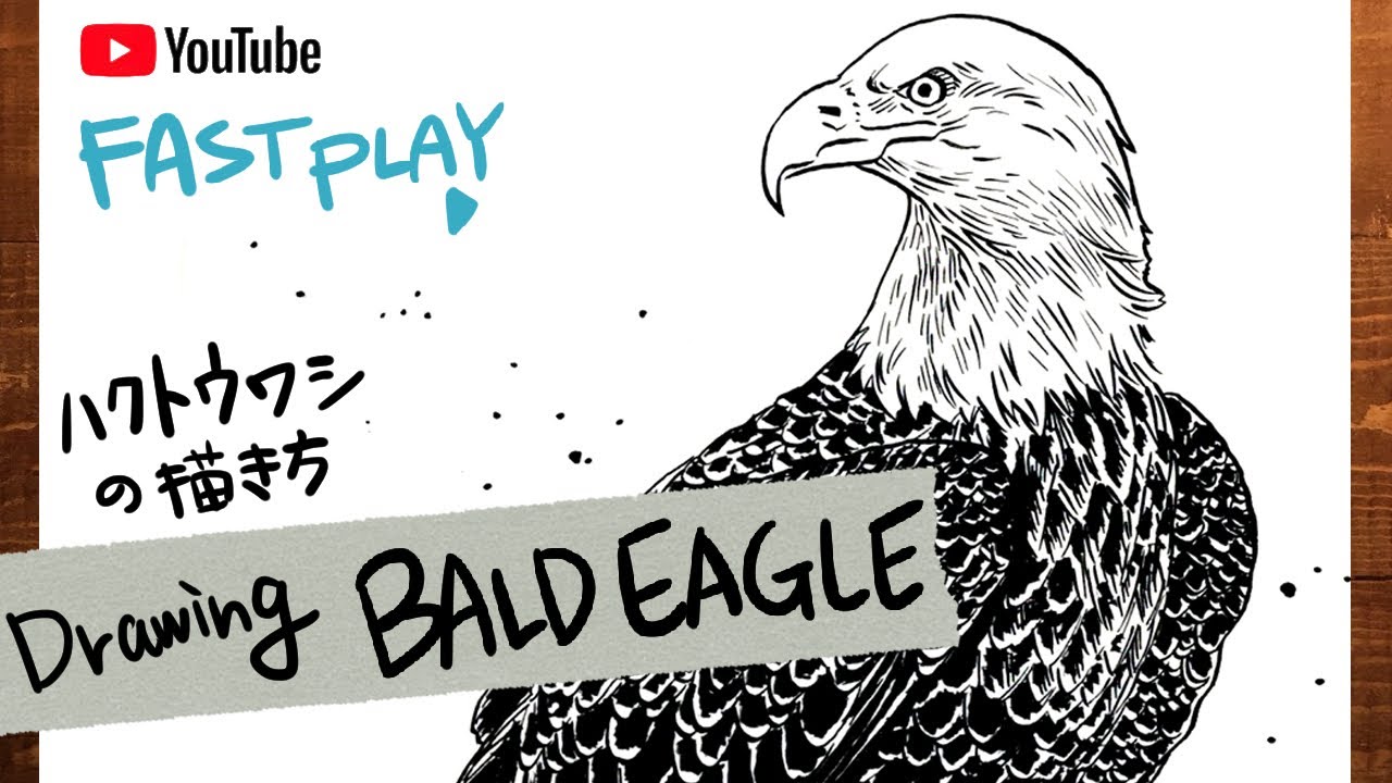 Fast Play Drawing Bald Eagle ワシの絵の描き方 ハクトウワシ Youtube