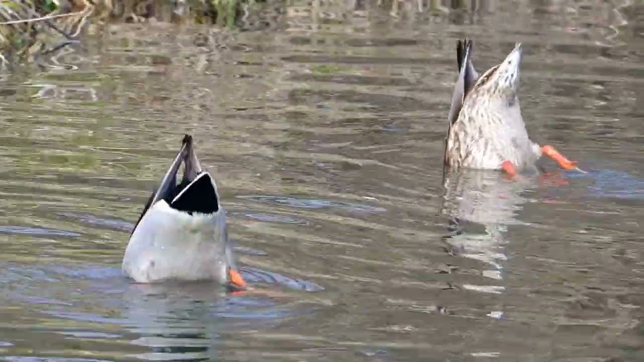 2025年12月28日加茂町！今日のカルガモ・コガモ・マガモ達とハシビロガモ1羽だけいるよ編