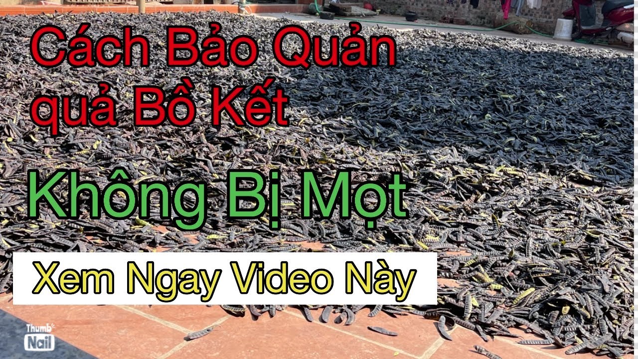 Bảo quản quả Bồ kết không bị mọt| Bồ kết