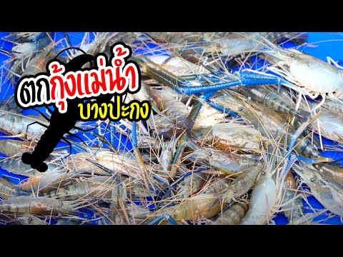 ตกกุ้งแม่น้ำ รอบนี้โดนตัวใหญ่ | เด็กตกปลา