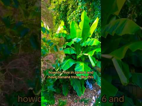 Vídeo: Basjoo Banana Care: com cultivar un plàtan resistent japonès