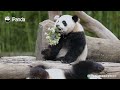 Little Ball, Please Don't Leave Me | iPanda