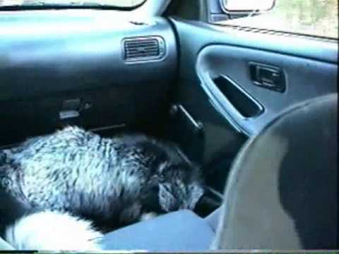 Faybee Silver Fox Riding in Car